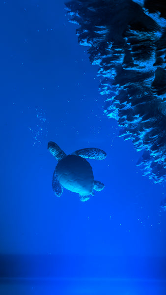 Underwater Lamp with sea turtles